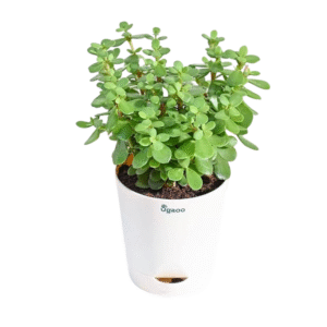 jade plant