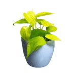 Gold Money Plant With Pot