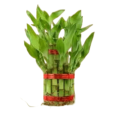 Lucky Bamboo