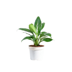 Pease Lilly Indoor Plant
