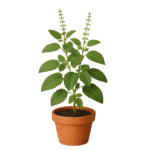 Rama Tulsi Plant,(Ocimum sanctum – Green) – With Pot
