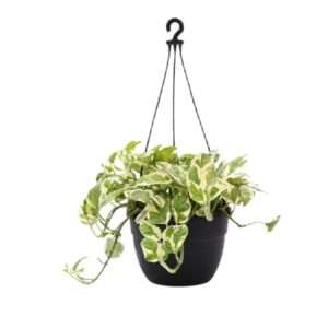 Basket Money Plant