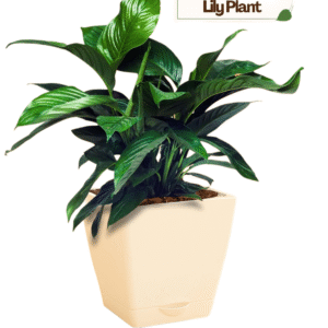 peace lilly plant