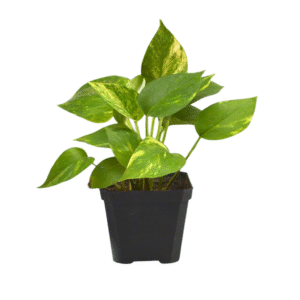 Mony Plant Dark green leaf