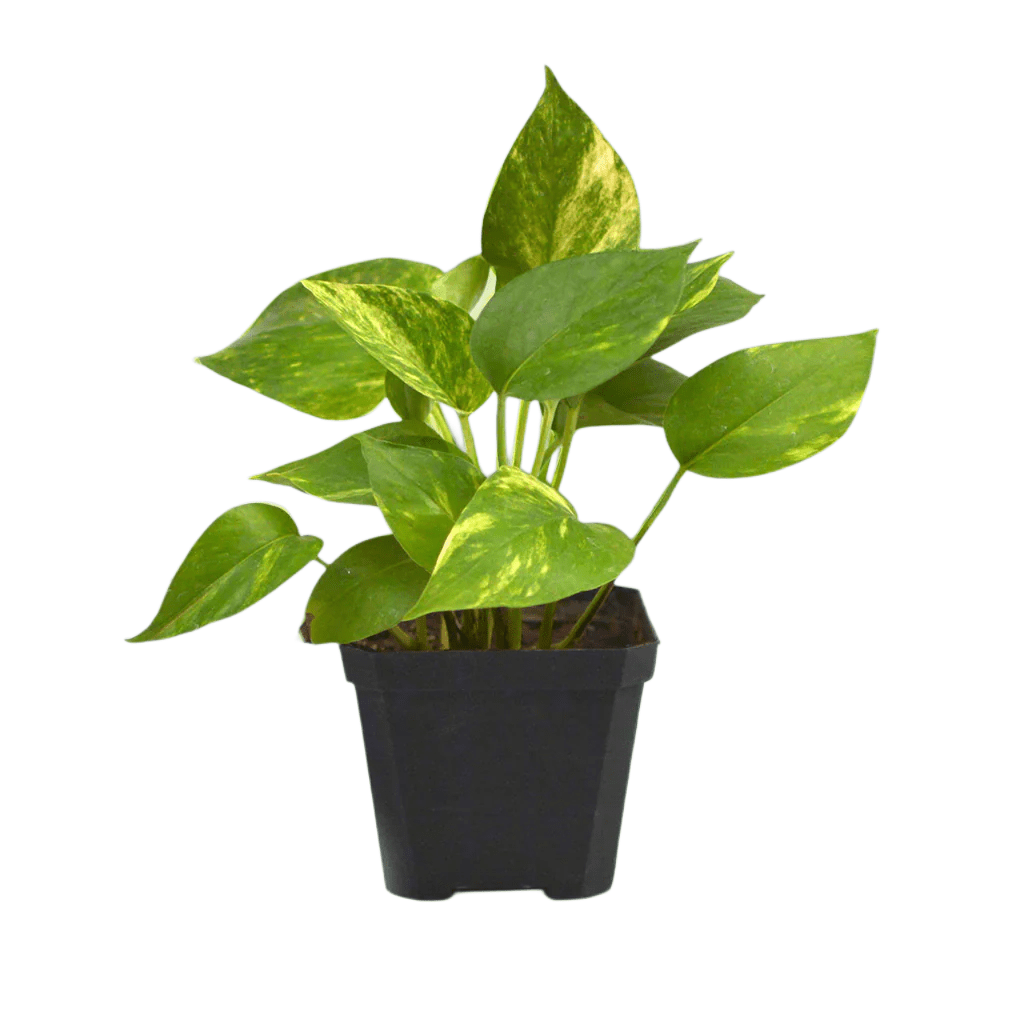 Mony Plant Dark green leaf
