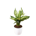 Aglaonema